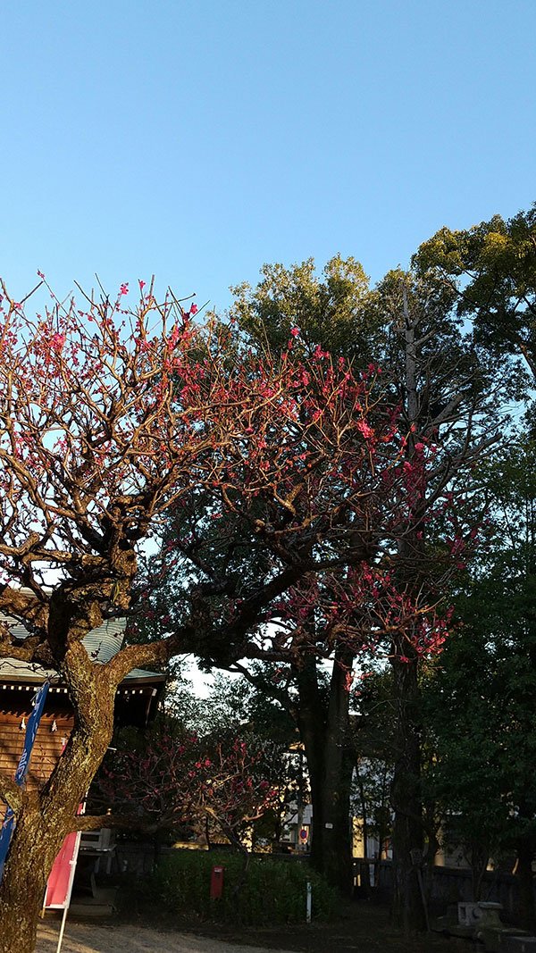 占い師紅舟のお気に入り写真2